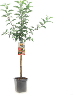 Appelboom - Malus domestica Gala - zoete handappel - laagstam