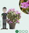 Rhododendron Catawbiense grandiflorum | Rhododendron 'Catawbiense grandiflorum' | Bomenbezorgd.nl
