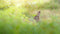 Customize it - Tuinschilderij haasje 70x50cm