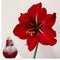 Plant in a Box - Amaryllis - Hippeastrum 'Wax Snow Red' - Bloembol - Rode bloemen