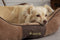 Scruffs Chester Box Bed - Hondenmand - Anti-slip onderzijde - M - Chocolade Bruin