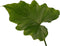 Goed & Groen - Decorum Philodendron Shangri La - ↨ 35cm - Potmaat 14 - Exclusieve Kwaliteit Planten - Kamer Plant - Kamerplanten - Sfeer - Interieur