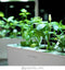 Chili Pepper Refill voor Smart Herb Garden (3-pack)