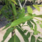 Walnotenboom 'Broadview' | Juglans r. 'Broadview' 1-3 cm | Bomenbezorgd.nl