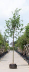 Zomereik | Quercus robur 14-18 cm | Bomenbezorgd.nl
