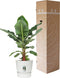 Bananenplant in Elho® Greenville pot – ↨ 80 cm – ⌀ 24 cm
