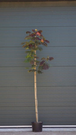 Rode Perzische slaapboom | Albizia julibrissin 'Summer Chocolate' 6-8 cm | Bomenbezorgd.nl