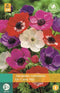 Anemone Coronaria De Caen Mix Vj 5/6 - 15st - Bloembollen - JUB Holland