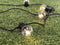 Lumisky Party Clear 20 - Lichtsnoer - 20 Led-lampjes - 8.7 m