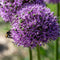 Plant in a Box - Allium Gladiator - 16x Sierui bloembollen - Reuzenbloeiende Sierui - Winterhard voor Tuin, Terras of Balkon