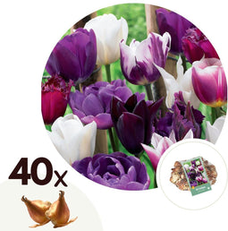 Plant in a Box - Tulipa Blueberry - Mix x40 - Tulp - Bloembollen voor Tuin, Terras of Balkon