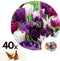 Plant in a Box - Tulipa Blueberry - Mix x40 - Tulp - Bloembollen voor Tuin, Terras of Balkon