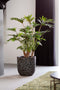 Capi Europe - Bloempot bol Clay NL - 35x34 - Antraciet - Opening Ø29 - Bloempot voor binnen en buiten - Levenslang garantie - Breukbestendig - 100% Recyclebaar - CO2 Neutraal geproduceerd - KATC932