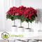 Plant in a Box - Euphorbia pulcherrima op stam - Poinsettia kamerplant - Kerstsfeer - Groene bladeren en rode bloemen - Pot 17cm - Hoogte 60-70cm