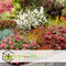 Plant in a Box - Gaultheria mucronata - Mix van 6 Pernettya - Parelbes winterhard en groenblijvend - Pot 10,5 cm - Hoogte 15-25cm