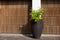 Capi Europe - Vaas elegant deluxe Rib NL - 51x72 - Donkerbruin - Opening Ø31 - Bloempot voor binnen en buiten - Levenslang garantie - Breukbestendig - 100% Recyclebaar - CO2 Neutraal geproduceerd - KDBR1138