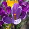 Plant in a Box - Krokus 'Ruby Giant' - Set van 200 Krokusbollen - Bloembollen voorjaar - Boerenkrokus - winterhard
