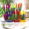 Plant in a Box - Sansevieria Cylindrica - Velvet Touchz - Vrouwentong - Inclusief Oranje Decoratieve Pot - Hoogte 20-40cm - Pot 9cm