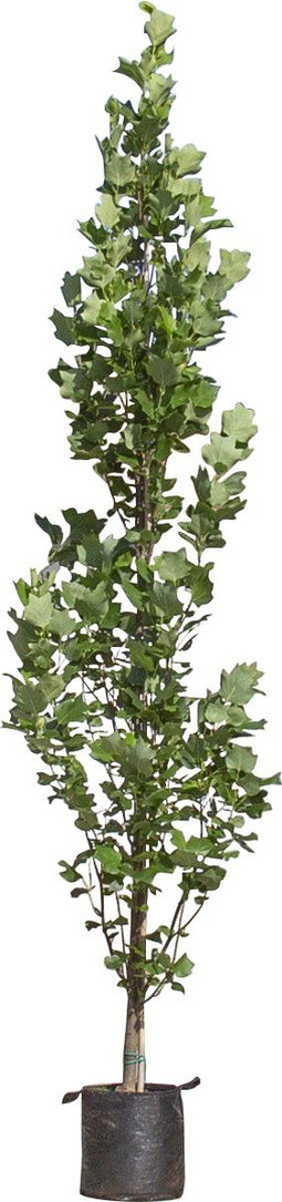 Zuil tulpenboom | Liriodendron tulipifera 'Fastigiatum' | Bomenbezorgd.nl