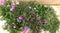 kruipphlox vlambloem 6 potjes per tray kleur mix