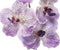 Emerald Kunstbloem Orchidee Vanda - 77 cm - paars/lila - losse tak - kunst zijdebloem