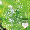 Pokon Bio Tegen Schimmels - Spray - Spuitzwavel - 800ml