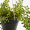 Mica Decorations Senecio Kunst Hangplant in Pot - H68 x Ø9 cm - Groen
