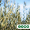 Olijfboom laag vertakt XL - Olea europea 120 - 140 cm totaalhoogte