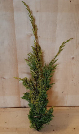 4 stuks Kerstgroen geel conifeer