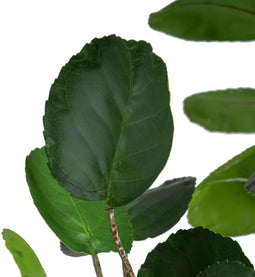 Decoratieve plant 80 x 77 x 113 cm Groen PVC Aralia