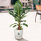 Bananenplant in Elho® Greenville pot – ↨ 80 cm – ⌀ 24 cm