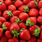 Plants by Frank | Aardbeien plant BIO Set van 3 | Aardbeien | 100% Biologisch gekweekt | Fruit tuin | Fruitplanten | Planten | Tuinplanten Winterhard | Fruitplant
