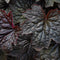 Heuchera micr. 'Palace Purple' | 1 stuk | groenblijvende vaste plant | wintergroen | Schaduwplant | tuinplant schaduw | 11x11 cm Kwekerspot | verwilderend | winterhard | Wit