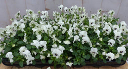 Bosviolen wit 18 stuks