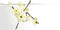 Issey Miyake L' Eau D'issey for Women - 25 ml - Eau de parfum
