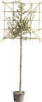Steeneik leiboom 150 cm | Quercus ilex 4-6 cm 150 cm| Bomenbezorgd.nl