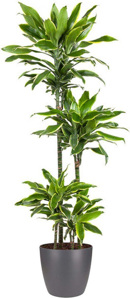 Goed & Groen - Dracaena Gold Coast (in ELHO Brussels Rond Antraciet) - Drakenbloedboom - XL -↨ 140cm - Potmaat 27 - Exclusieve Kwaliteit Planten - Kamer Plant - Kamerplanten - Sfeer - Interieur