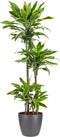 Goed & Groen - Dracaena Gold Coast (in ELHO Brussels Rond Antraciet) - Drakenbloedboom - XL -↨ 140cm - Potmaat 27 - Exclusieve Kwaliteit Planten - Kamer Plant - Kamerplanten - Sfeer - Interieur