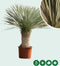 Yucca rostrata palmlelie | Yucca rostrata 30-40 cm| Bomenbezorgd.nl