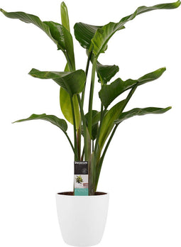 Decorum Strelitzia Nicolai - Elho brussels white – ↨ 75cm – ⌀ 19cm