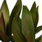 Decorum Cordyline Glauca met Elho brussels soap – ↨ 60cm – ⌀ 19cm