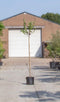 Appelbes hoogstam Aronia prunifolia Viking h 225 cm st. omtrek 6 cm...