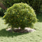 vidaXL - Plantenring - 5 - stuks - Ø30/60 - cm - RVS