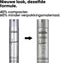 L'Oréal Professionnel Infinium Soft Haarspray - Lichte fixatie - Alle haartypes - 300 ml