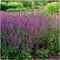 Plants by Frank | 48 Salie planten | Salvia nemorosa 'Ostfriesland' | Winterharde bodembedekker planten | tuinplanten | Winterharde vaste planten meerjarig | Winterharde tuinplanten