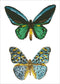 DIAMOND DOTZ Antique Butterfly - Diamond Painting - 8.808 Dotz - 52x37 cm