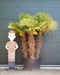 Chinese waaierpalm meerstammig | Trachycarpus fortunei 130-180 cm| Bomenbezorgd.nl