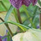 5 stuks - JUB - Fritillaria meleagris mix 12 bollen