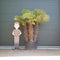 Chinese waaierpalm meerstammig | Trachycarpus fortunei 130-180 cm| Bomenbezorgd.nl