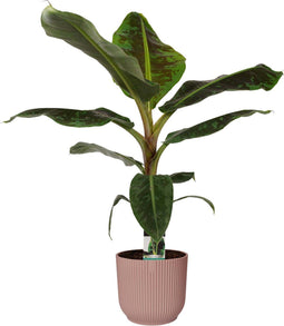 Musa Dwarf Cavendish in ELHO sierpot Vibes Fold Round (delicaat roze) ↨ 80cm - hoge kwaliteit planten